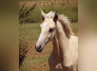 Lusitano, Stallion, 1 year, 16.1 hh, Palomino