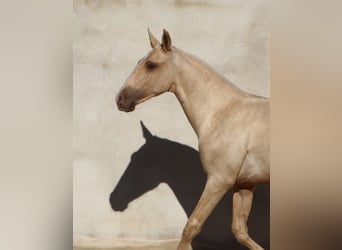 Lusitano, Stallion, 1 year, 16.1 hh, Palomino