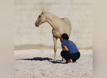 Lusitano, Stallion, 1 year, 16.1 hh, Palomino