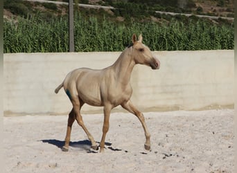 Lusitano, Stallion, 1 year, 16.1 hh, Palomino