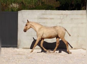 Lusitano, Stallion, 1 year, 16.1 hh, Palomino