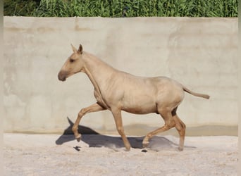 Lusitano, Stallion, 1 year, 16.1 hh, Palomino