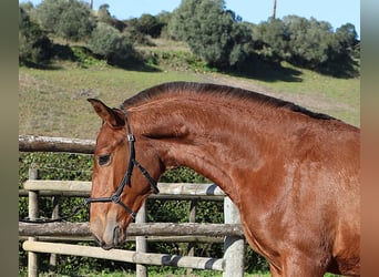Lusitano, Stallion, 1 year, 16.2 hh, Brown