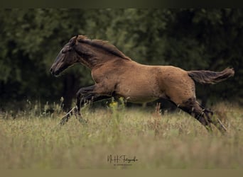 Lusitano, Stallion, 1 year, 16 hh, Black