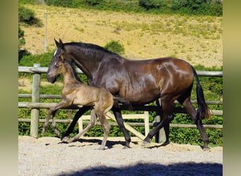 Lusitano, Stallion, 1 year, 16 hh, Black