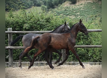 Lusitano, Stallion, 1 year, 16 hh, Black