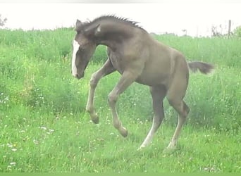 Lusitano, Stallion, 1 year, 16 hh, Black