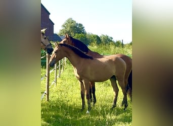 Lusitano, Stallion, 1 year, 16 hh, Brown-Light
