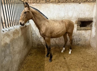 Lusitano, Stallion, 1 year, 16 hh, Buckskin