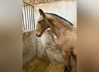 Lusitano, Stallion, 1 year, 16 hh, Buckskin