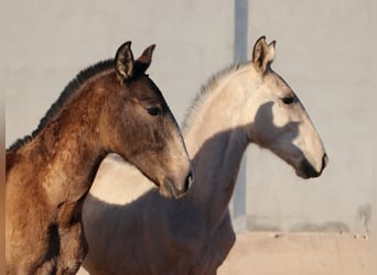 Lusitano, Stallion, 1 year, 16 hh, Buckskin