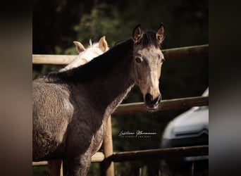 Lusitano, Stallion, 1 year, 16 hh, Buckskin