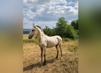 Lusitano, Stallion, 1 year, 16 hh, Buckskin