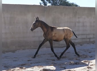 Lusitano, Stallion, 1 year, 16 hh, Can be white
