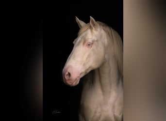 Lusitano, Stallion, 1 year, 16 hh, Cremello