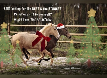 Lusitano, Stallion, 1 year, 16 hh, Palomino