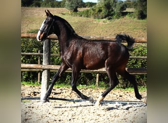 Lusitano, Stallion, 1 year, 16,1 hh, Bay-Dark