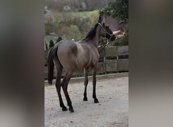 Lusitano, Stallion, 1 year, 16,1 hh, Brown Falb mold