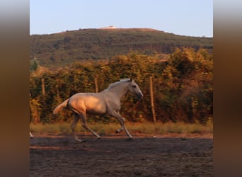 Lusitano, Stallion, 1 year, 16,1 hh, Palomino