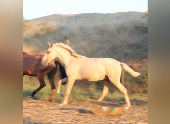 Lusitano, Stallion, 1 year, 16,1 hh, Palomino