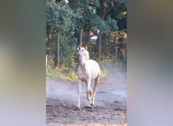 Lusitano, Stallion, 1 year, 16,1 hh, Palomino