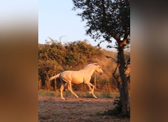 Lusitano, Stallion, 1 year, 16,1 hh, Palomino