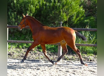 Lusitano, Stallion, 1 year, 16,2 hh, Brown