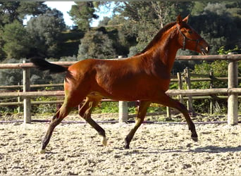 Lusitano, Stallion, 1 year, 16,2 hh, Brown