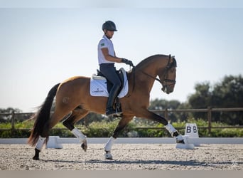 Lusitano, Stallion, 1 year, 17 hh, Bay