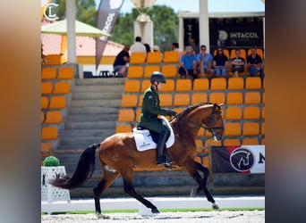Lusitano, Stallion, 1 year, 17 hh, Bay