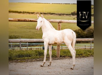 Lusitano, Stallion, 1 year, Cremello