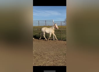 Lusitano, Stallion, 1 year, Cremello