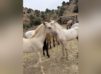 Lusitano, Stallion, 1 year