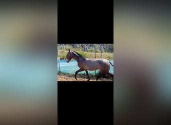 Lusitano, Stallion, 1 year, Gray