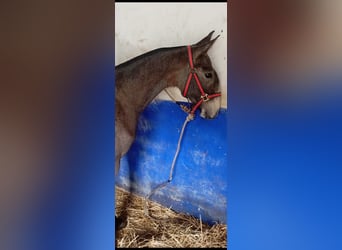 Lusitano, Stallion, 1 year, Gray