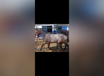 Lusitano, Stallion, 1 year, Gray
