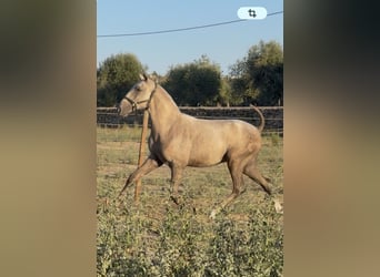 Lusitano, Stallion, 1 year, Grey