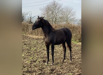 Lusitano, Stallion, 1 year, Leopard-Piebald