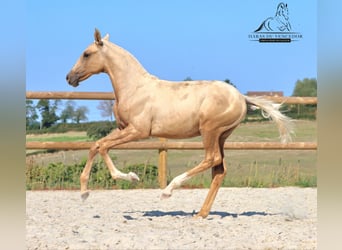 Lusitano, Stallion, 1 year, Palomino