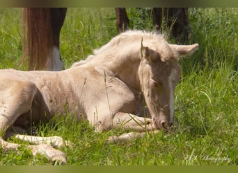 Lusitano, Stallion, 1 year, Pearl