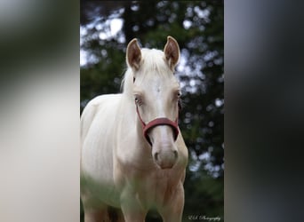 Lusitano, Stallion, 1 year, Pearl