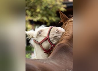 Lusitano, Stallion, 1 year, Pearl