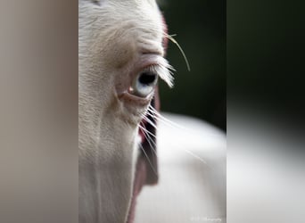 Lusitano, Stallion, 1 year, Pearl