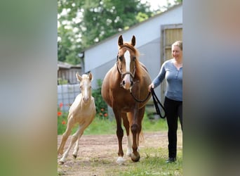 Lusitano, Stallion, 1 year, Pearl