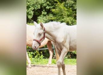 Lusitano, Stallion, 1 year, Pearl