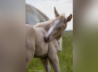 Lusitano, Stallion, 1 year, Pearl