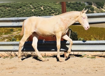 Lusitano, Stallion, 1 year, Perlino