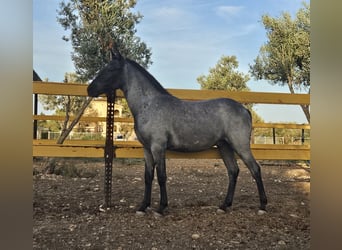 Lusitano, Stallion, 1 year, Roan-Blue