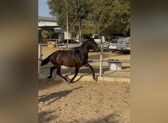 Lusitano, Stallion, 2 years, 14.2 hh, Brown