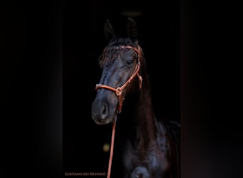 Lusitano Mix, Stallion, 2 years, 15.1 hh, Black